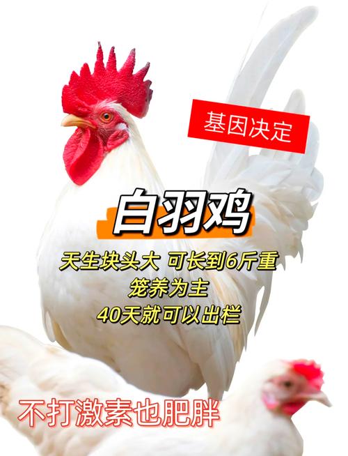 白羽鸡817最新价格多少钱一斤?-图1 白羽鸡817最新价格多少钱一斤?-图1