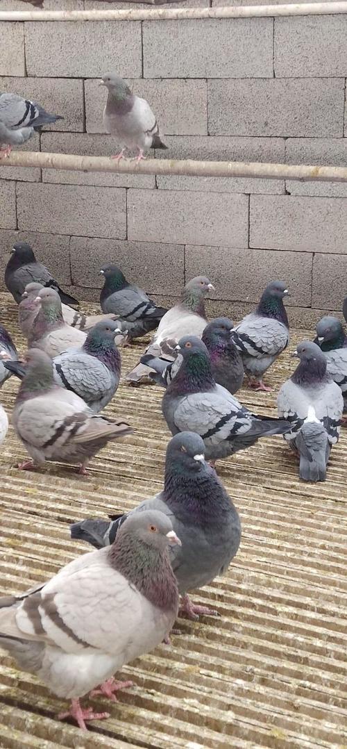 当前最优肉鸽品种是哪个？-图2