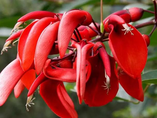 玉树开红花是什么品种？-图3