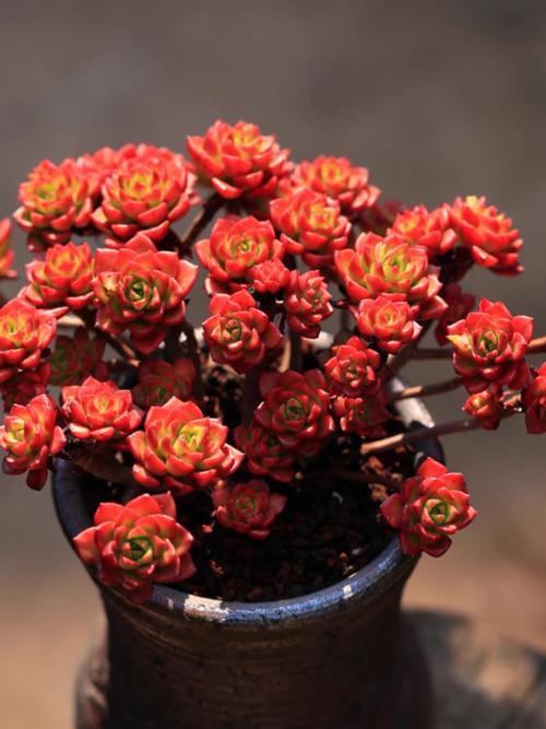 玉树开红花是什么品种？-图2