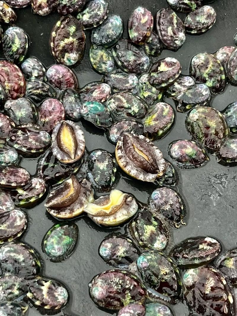 东山鲍鱼苗现价多少？-图1