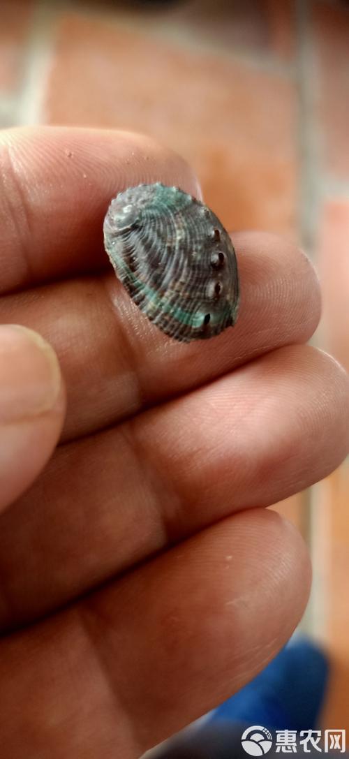 东山鲍鱼苗现价多少？-图2