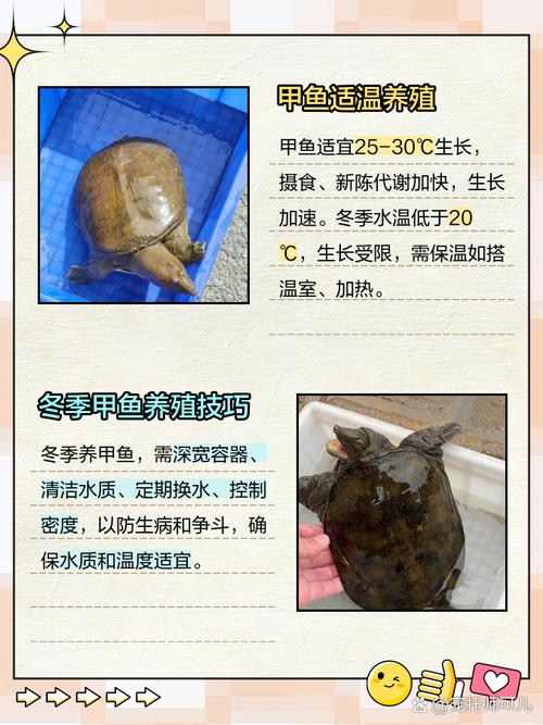 冬天养甲鱼，关键养殖技术有哪些？-图2