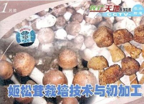 蘑菇栽培管理视频,关键技术要点有哪些?-图1 蘑菇栽培管理视频,关键技术要点有哪些?-图1