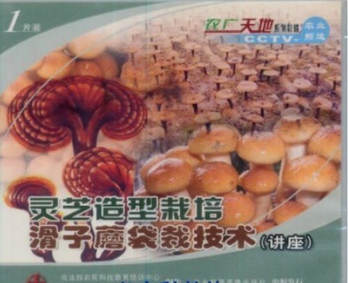 蘑菇栽培管理视频,关键技术要点有哪些?-图2 蘑菇栽培管理视频,关键技术要点有哪些?-图2