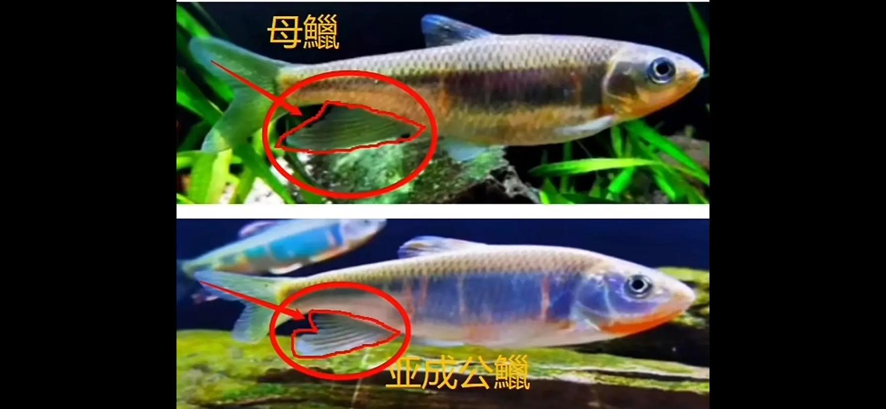 2025鲤鱼价格行情会涨还是会跌？-图3