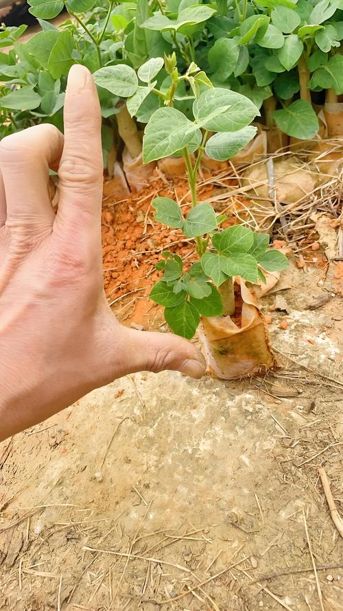 葛根种苗哪提供？种植技术怎么学？-图2