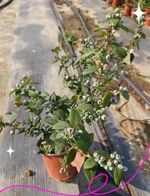 北方盆栽蓝莓品种怎么选?-图1 北方盆栽蓝莓品种怎么选?-图1