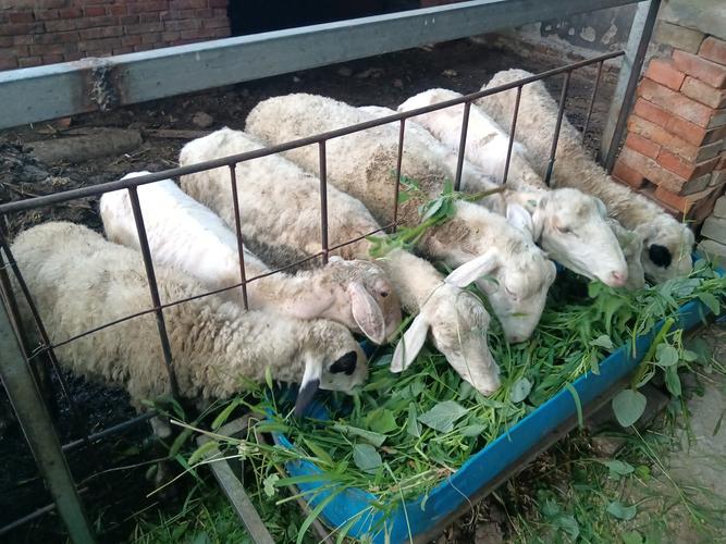 哪种杂交羊品种最好?附图片对比。-图2 哪种杂交羊品种最好?附图片对比。-图2