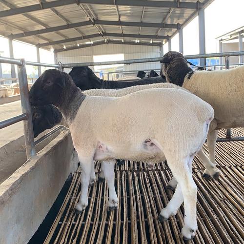 哪种杂交羊品种最好?附图片对比。-图1 哪种杂交羊品种最好?附图片对比。-图1