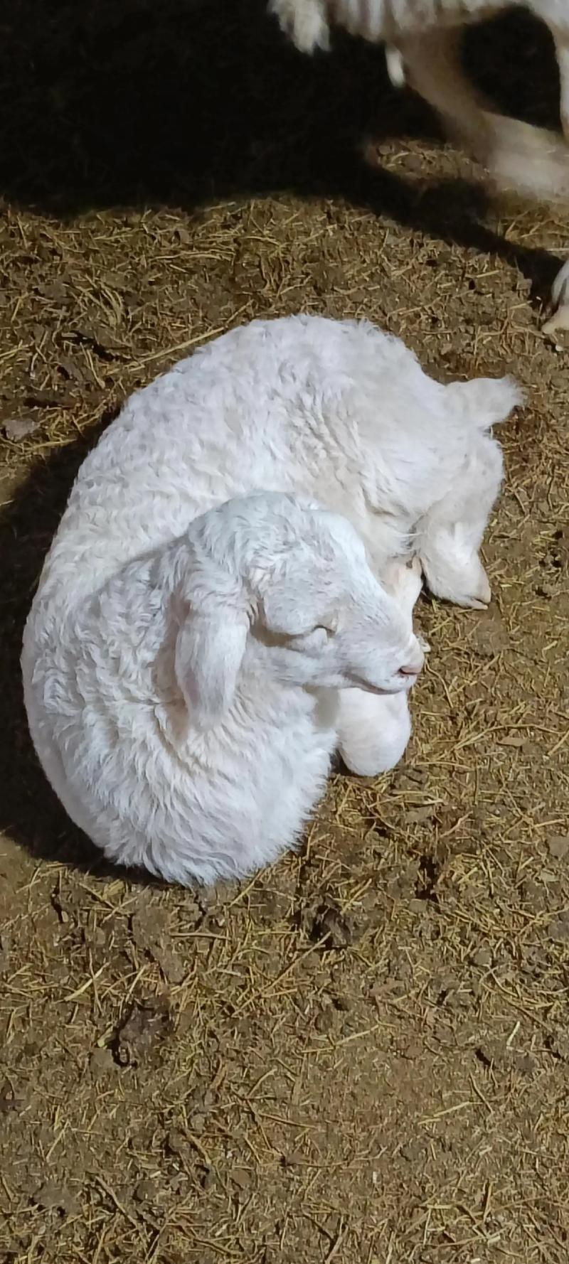 哪种杂交羊品种最好?附图片对比。-图3 哪种杂交羊品种最好?附图片对比。-图3