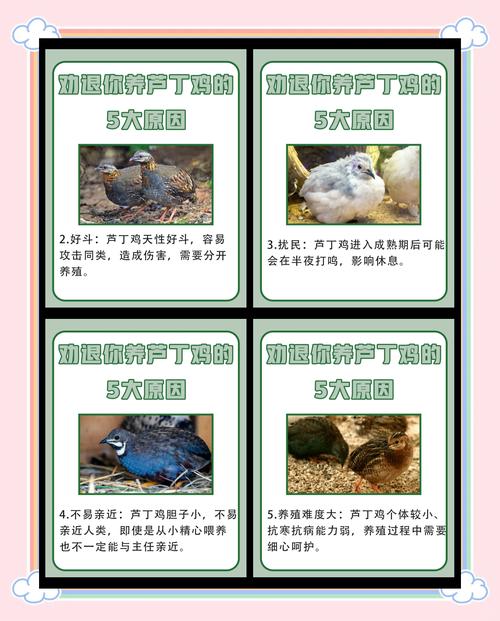 鸡饲养管理技术教学目的-图1 鸡饲养管理技术教学目的-图1