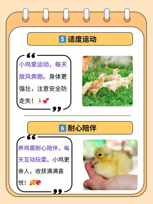 鸡饲养管理技术教学目的-图2 鸡饲养管理技术教学目的-图2