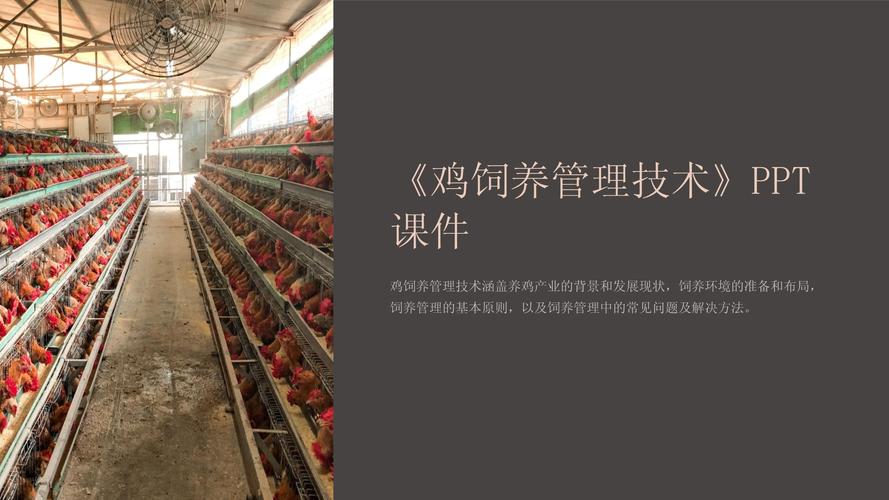 鸡饲养管理技术教学目的-图3 鸡饲养管理技术教学目的-图3