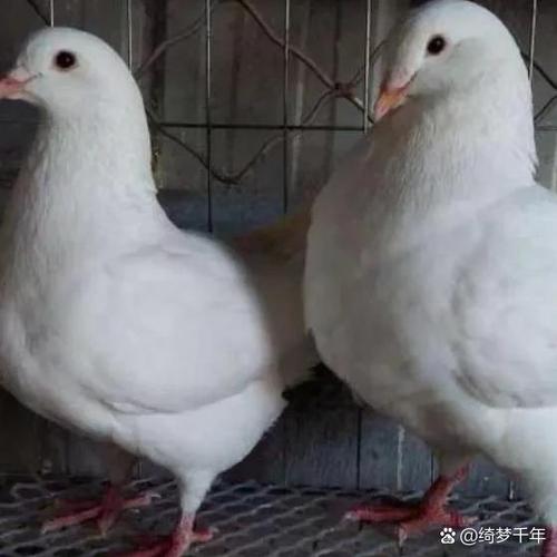 肉鸽哪个品种繁殖能力最强？-图2