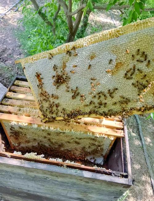 哪些意蜂品种适合适当定点饲养？-图1