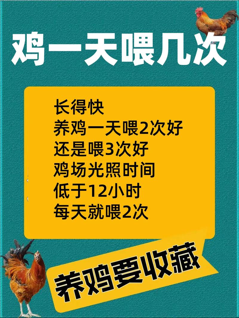 肉鸡养殖需多少天出栏?-图1 肉鸡养殖需多少天出栏?-图1