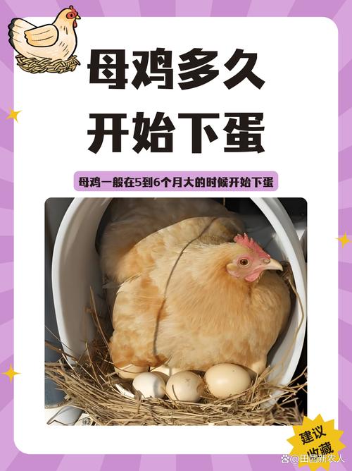 肉鸡养殖需多少天出栏?-图2 肉鸡养殖需多少天出栏?-图2