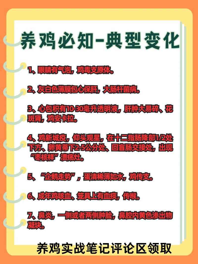 肉鸡养殖需多少天出栏？-图3