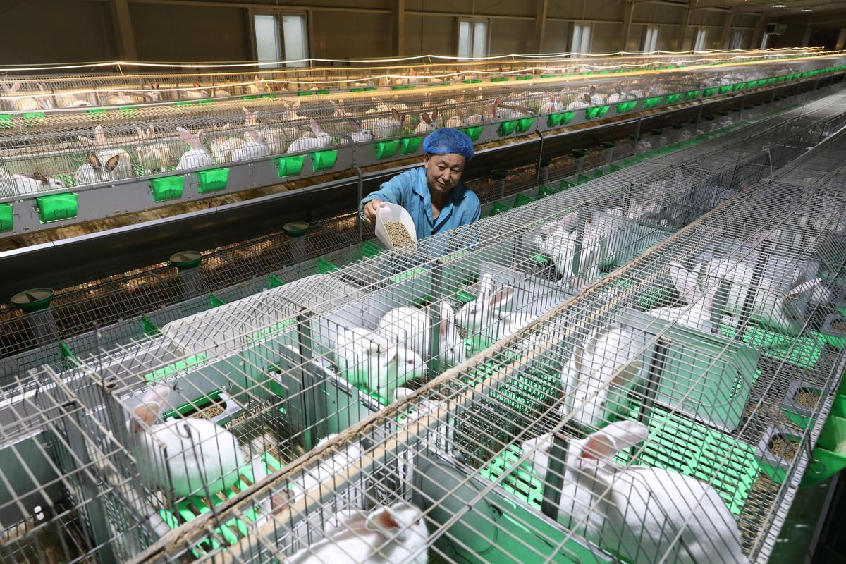 养殖兔子的技术视频下载-图2 养殖兔子的技术视频下载-图2