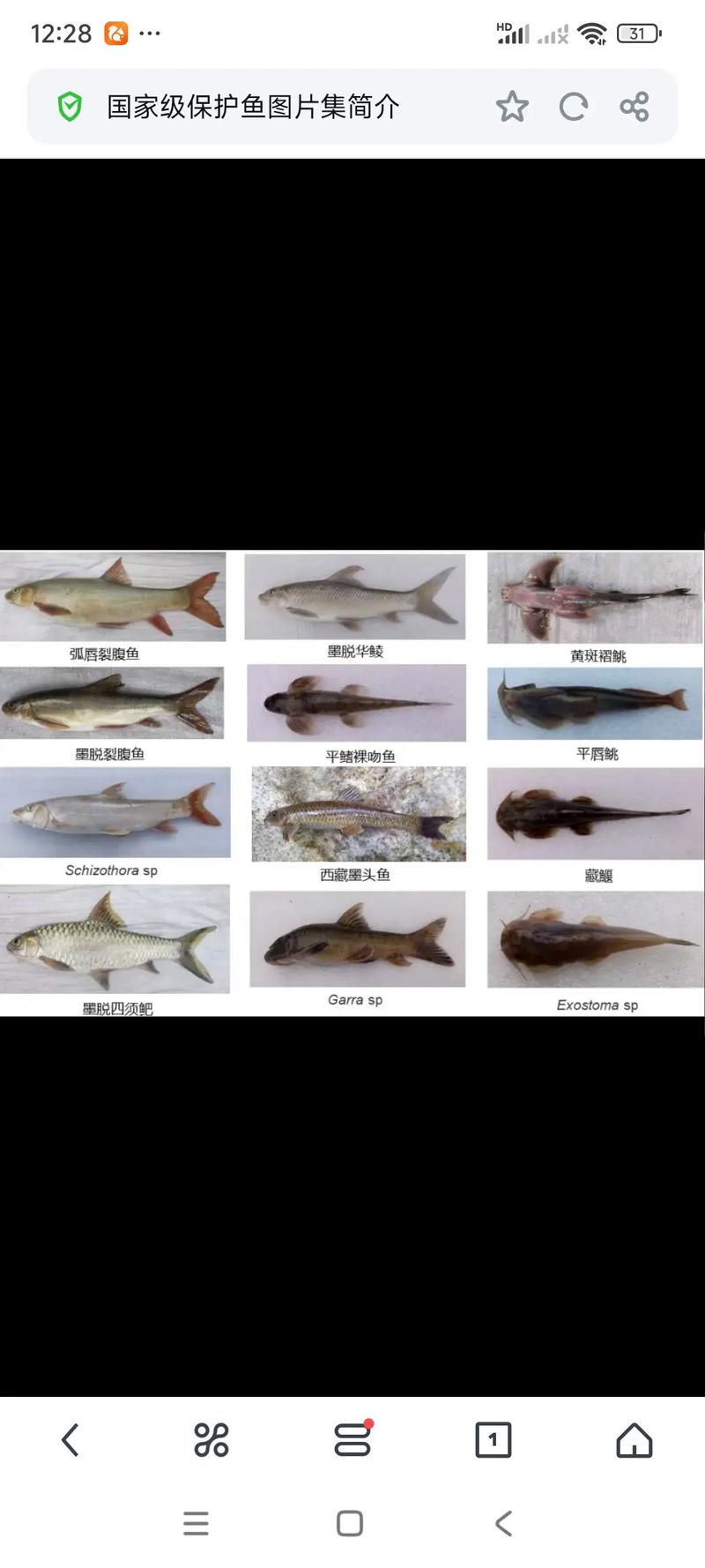 珍贵淡水鱼养殖品种大全-图2 珍贵淡水鱼养殖品种大全-图2