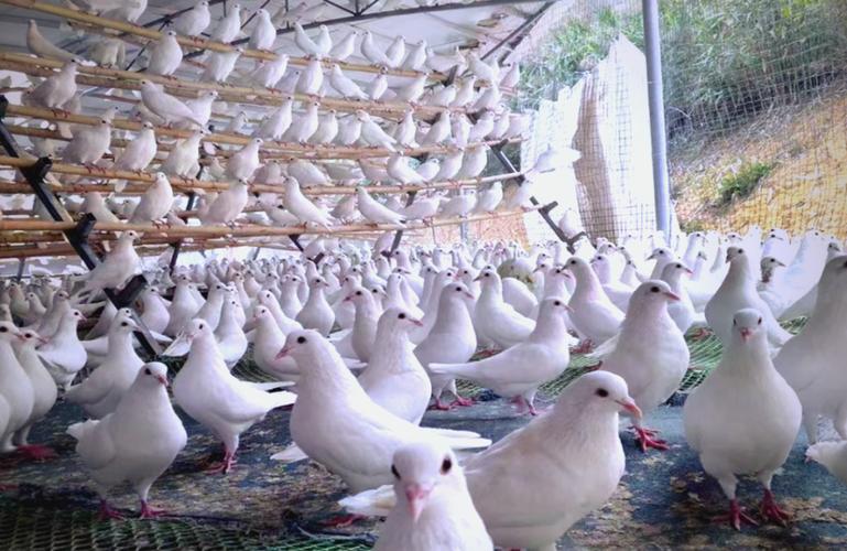 专业肉鸽养殖技术哪家好?-图1 专业肉鸽养殖技术哪家好?-图1