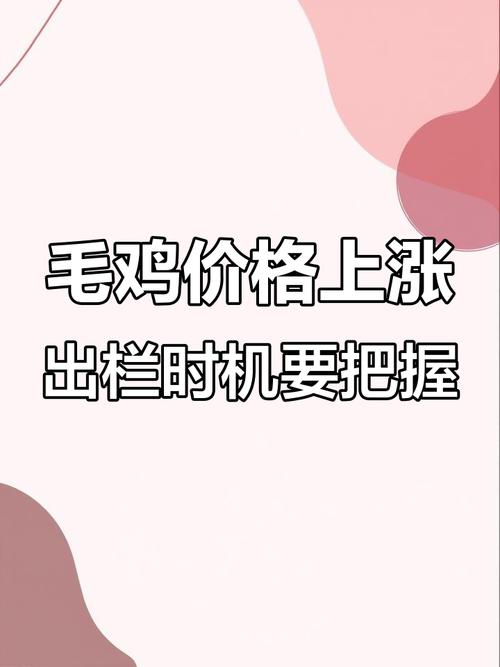 817毛鸡价格今日行情如何？-图3