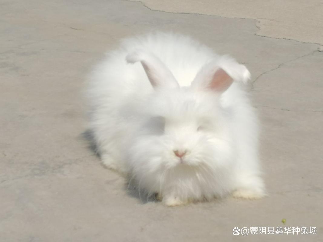 2025年长毛兔兔毛价格会涨还是跌？-图2