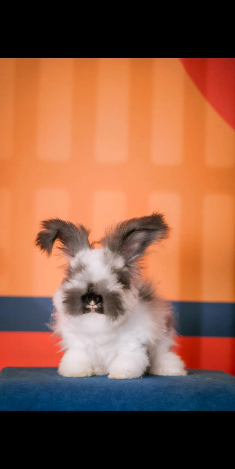 2025年长毛兔兔毛价格会涨还是跌？-图3