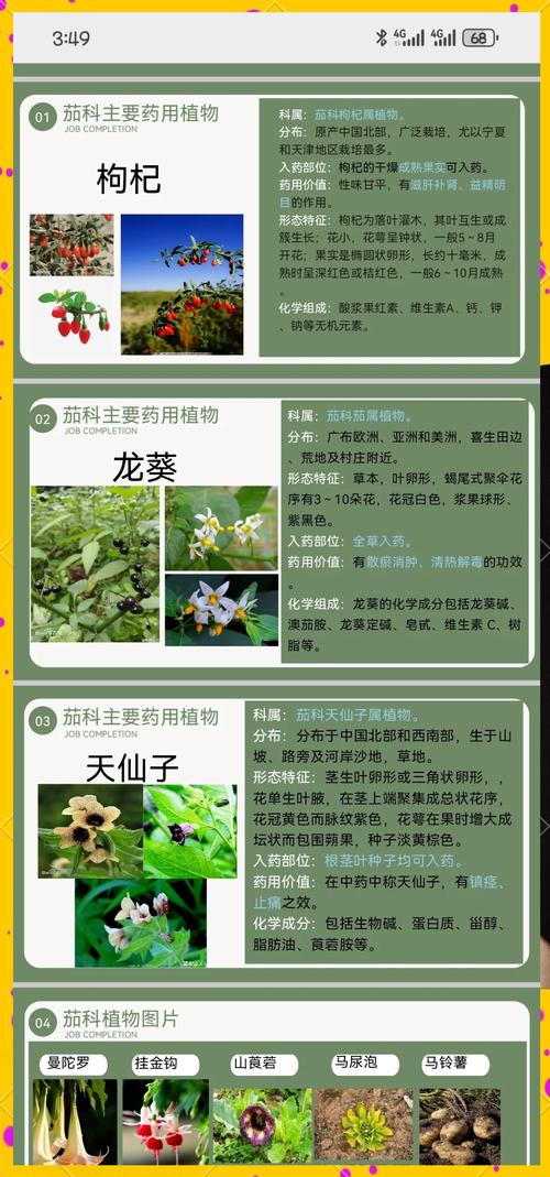 中草药种植技术视频，如何高效掌握种植要点？-图3