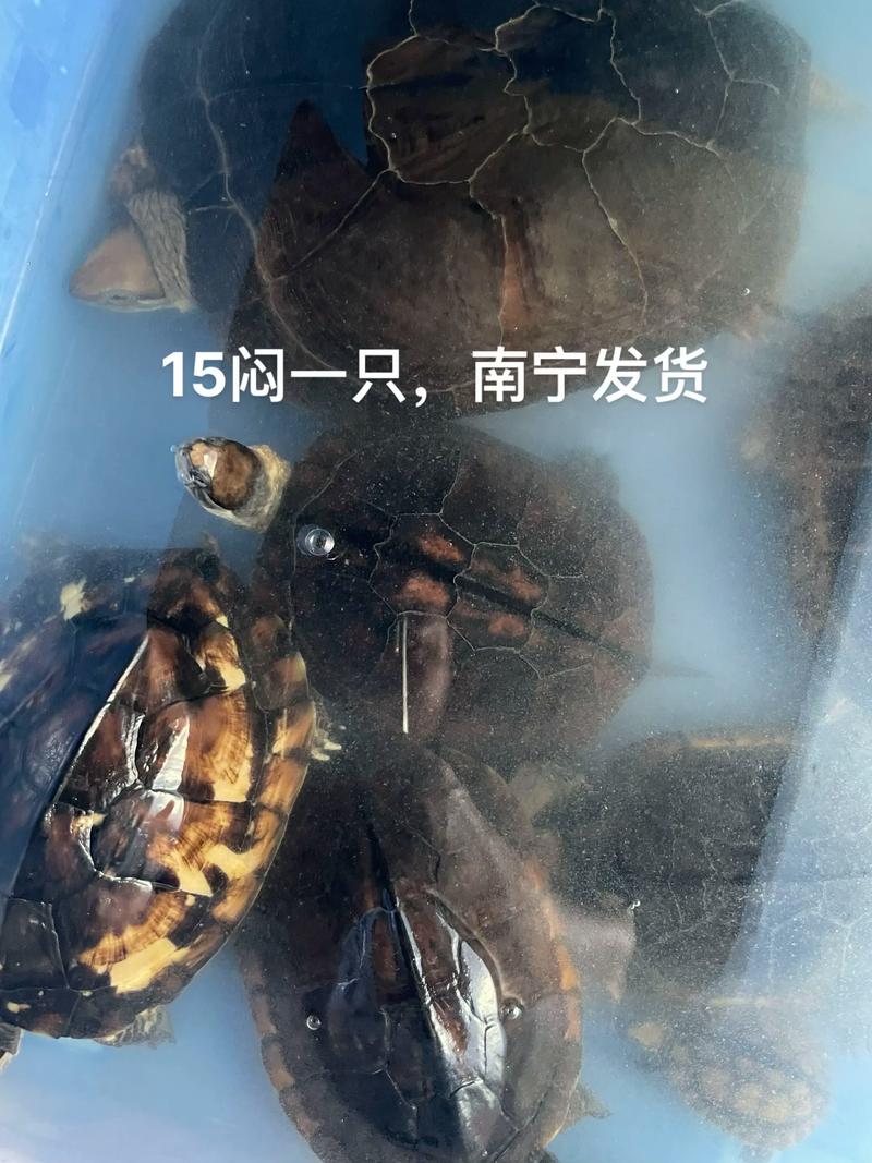 石龟2025年价格预测-图3 石龟2025年价格预测-图3