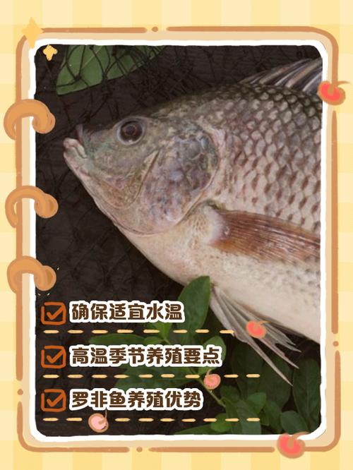 网箱养殖罗非鱼技术管理关键点有哪些？-图1