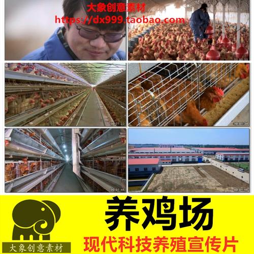 现代养禽技术，效率与伦理如何平衡？-图3