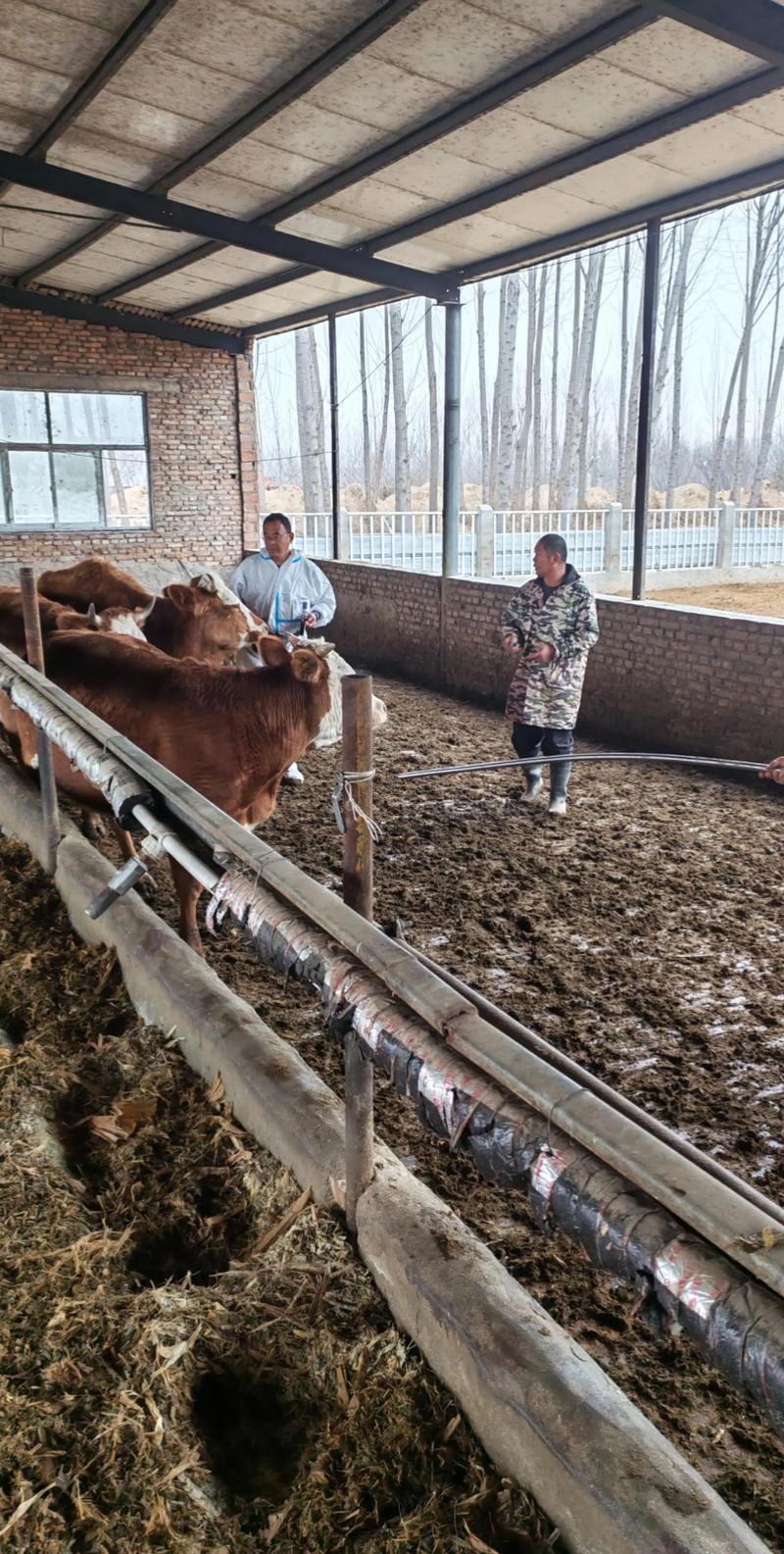 养牛的管理技术视频播放-图2