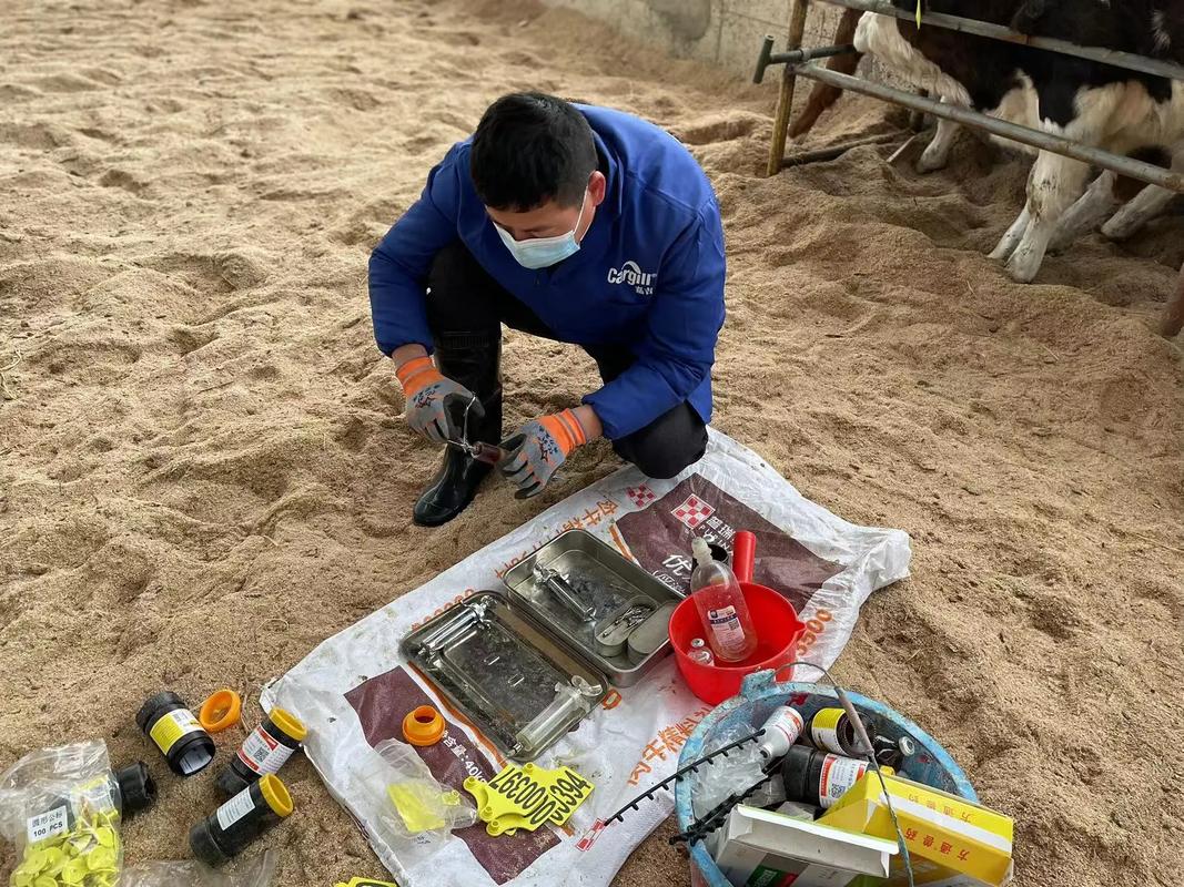 养牛的管理技术视频播放-图3