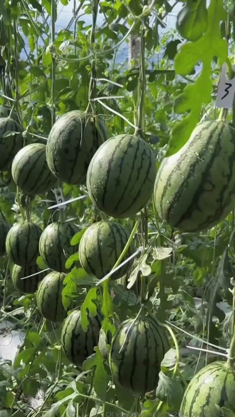 农村西瓜品种有哪些？-图2