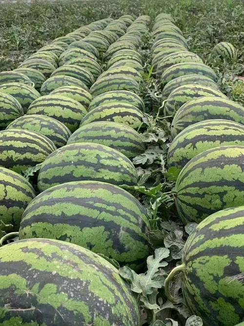 农村西瓜品种有哪些?-图1 农村西瓜品种有哪些?-图1