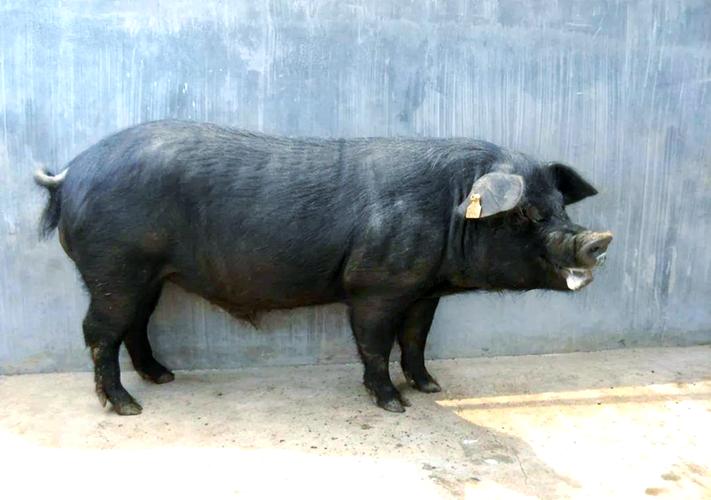安徽优质黑猪品种有哪些?-图1 安徽优质黑猪品种有哪些?-图1