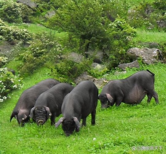 安徽优质黑猪品种有哪些?-图3 安徽优质黑猪品种有哪些?-图3