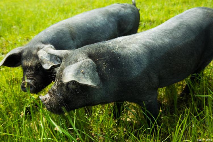 安徽优质黑猪品种有哪些?-图2 安徽优质黑猪品种有哪些?-图2