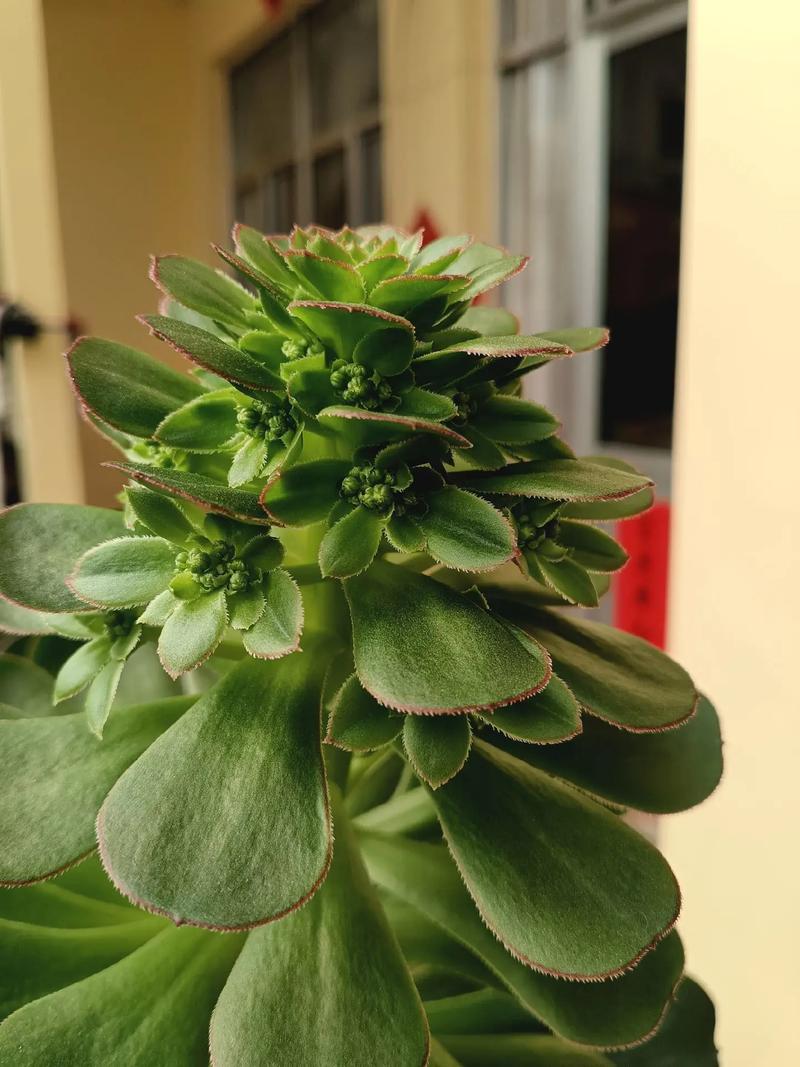 最大型莲花掌品种是哪个?-图1 最大型莲花掌品种是哪个?-图1