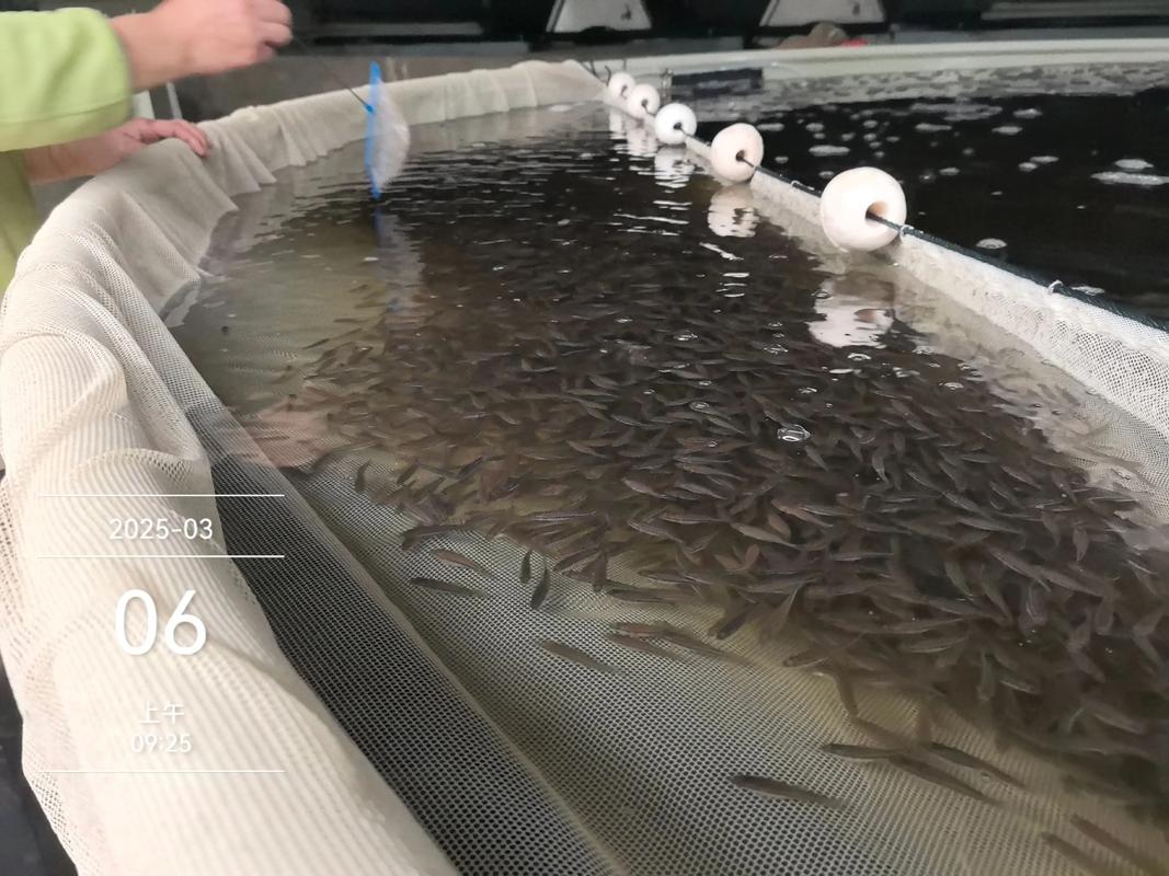 加州鲈鱼循环水养殖技术如何高效应用?-图1 加州鲈鱼循环水养殖技术如何高效应用?-图1