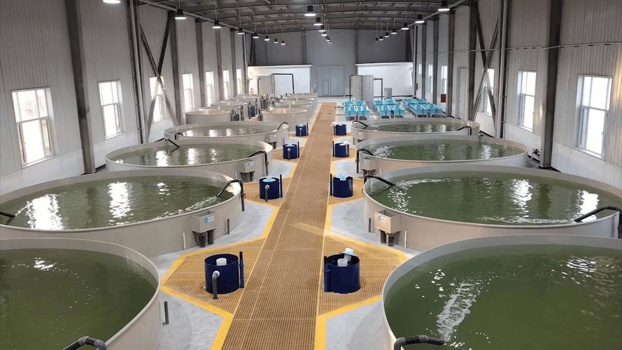 加州鲈鱼循环水养殖技术如何高效应用？-图3