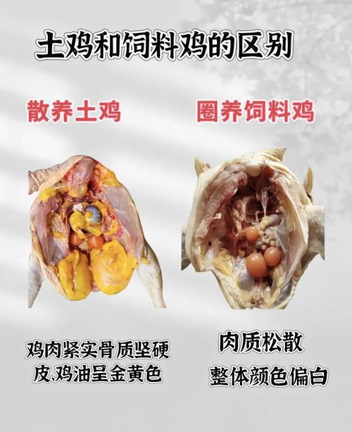 饲料公司流出的养鸡技术,真的靠谱吗?-图1 饲料公司流出的养鸡技术,真的靠谱吗?-图1