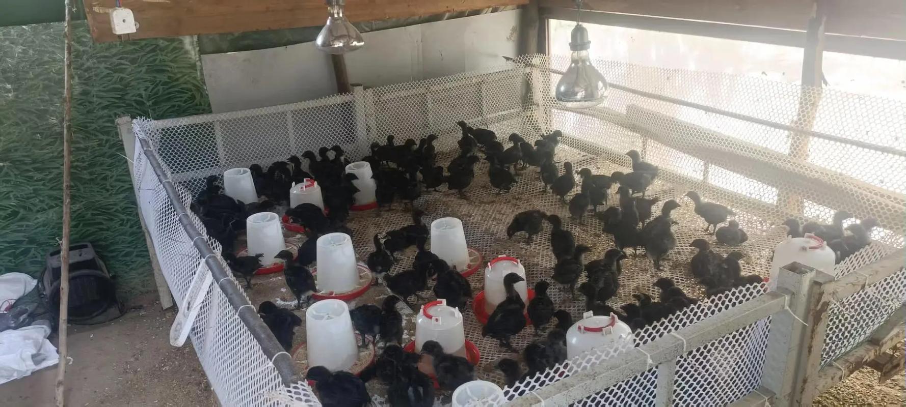 饲料公司流出的养鸡技术,真的靠谱吗?-图2 饲料公司流出的养鸡技术,真的靠谱吗?-图2