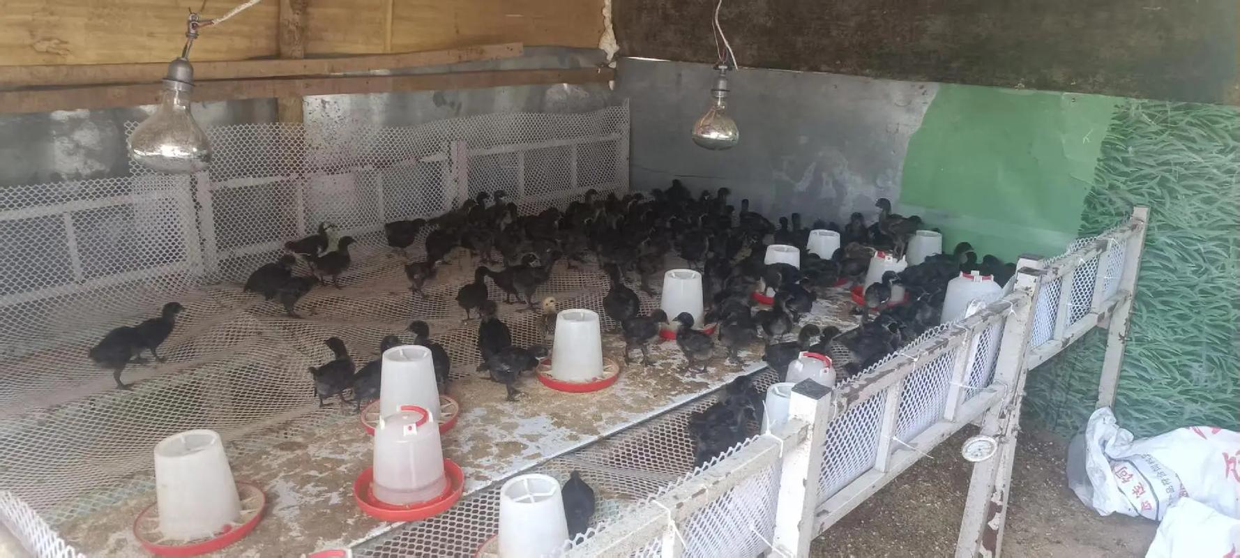 饲料公司流出的养鸡技术,真的靠谱吗?-图3 饲料公司流出的养鸡技术,真的靠谱吗?-图3