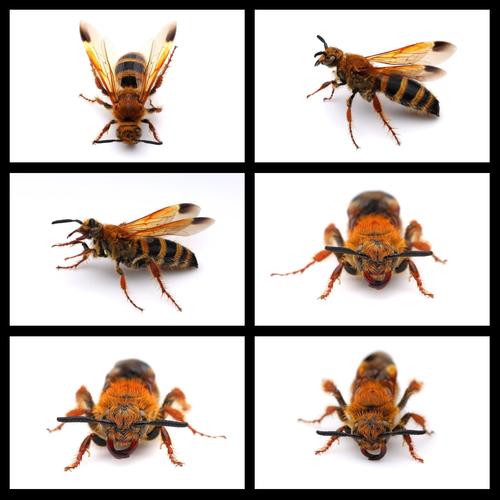 维持大群温驯的中蜂品种-图3 维持大群温驯的中蜂品种-图3