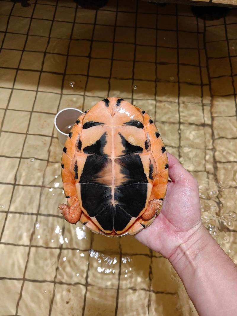 越南金钱龟价格2025-图2