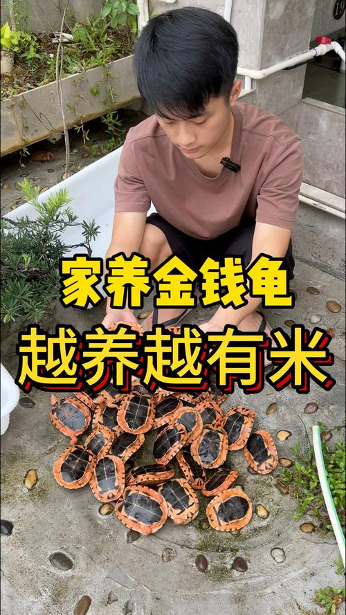 越南金钱龟价格2025-图3