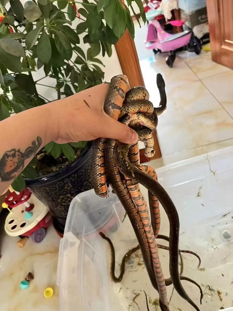 中华水蛇养殖技术视频养-图1 中华水蛇养殖技术视频养-图1